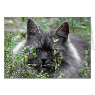 Cartão Siberiano | Retrato de gato