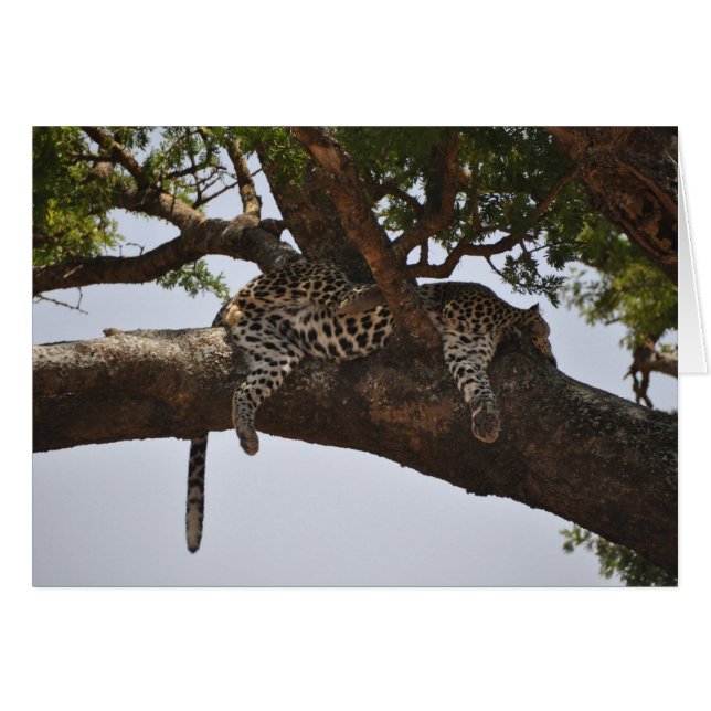 Cartão Siesta (Frente Horizontal)