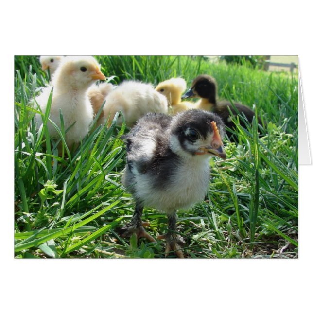 Cartão Siga o líder (Frente Horizontal)