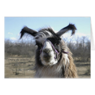 Cartão sigh_llama_njoy_D1477