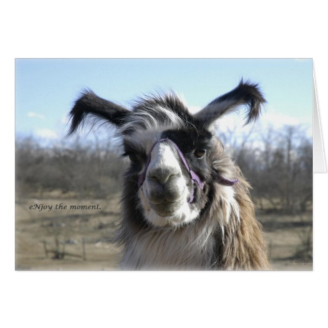 Cartão sigh_llama_njoy_D1477 (Frente Horizontal)