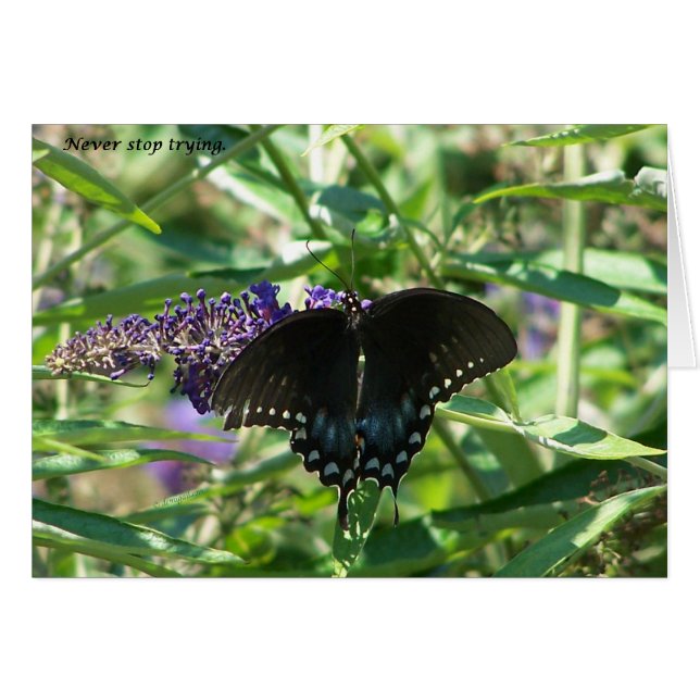 Cartão sigh_spicebush_never_stop_1363x (Frente Horizontal)