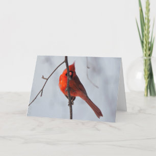 Cartão Silent wonders blank greeting card Cardinal