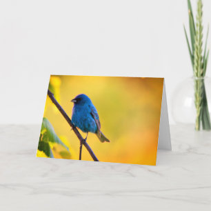 Cartão Silent wonders blank greeting card Indigo Bunting