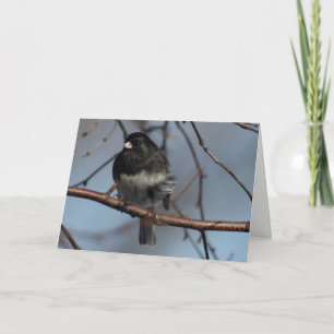 Cartão Silent Wonders blank inside greeting card Junco