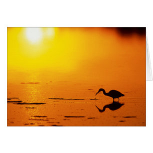 Cartão Silhueta de garça ao pôr do sol, Flórida