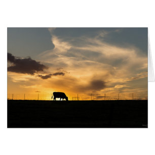 Cartão Silhueta do por do sol do gado