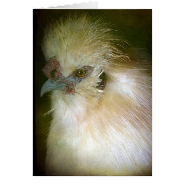 Cartão Silkie Rooster (Frente)