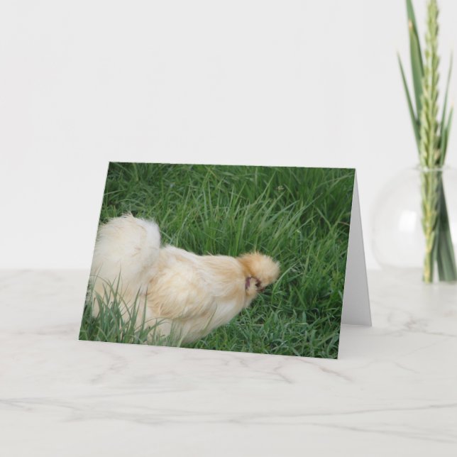Cartão Silkie Rooster (Frente)