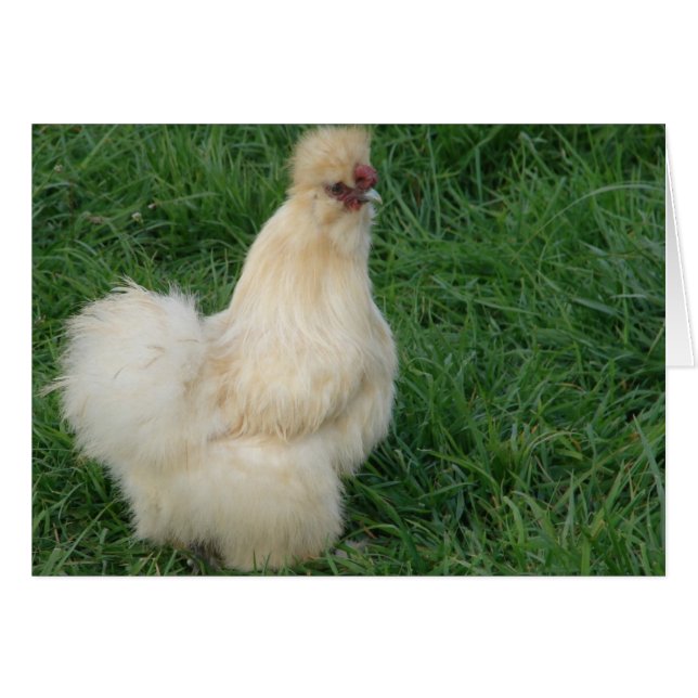 Cartão Silkie Rooster (Frente Horizontal)