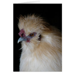 Cartão Silkie Rooster