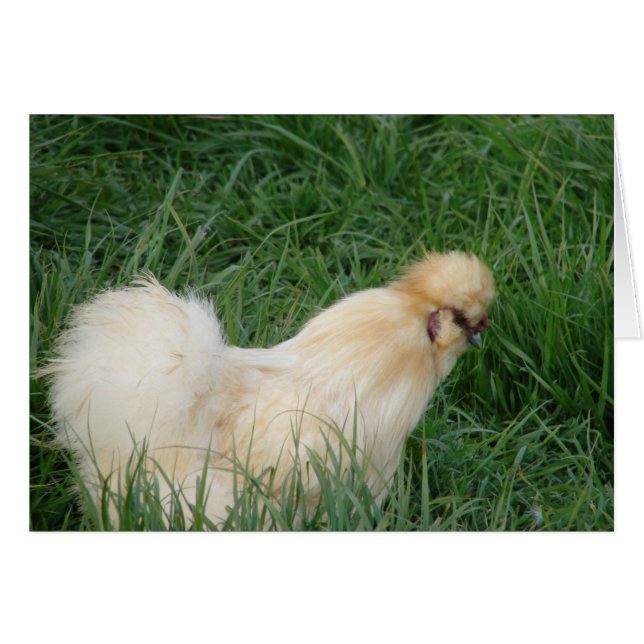 Cartão Silkie Rooster (Frente Horizontal)