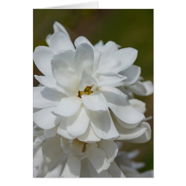 Cartão Silky Magnoly (Frente)