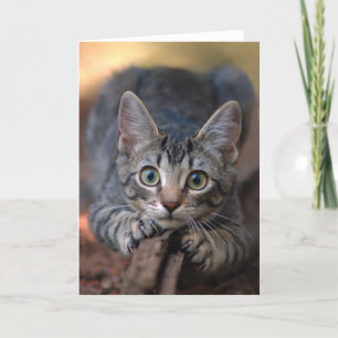 Cartão Silver Tabby Kitten Card