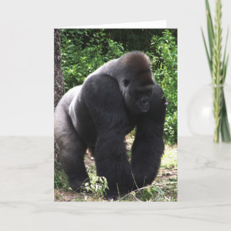 Cartão Silverback Male Gorilla caminhando de cabeça para