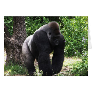 Cartão Silverback Male Gorilla caminhando de cabeça para