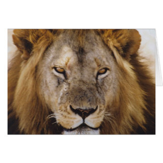 Cartão Simba - Serengeti orgulhosos