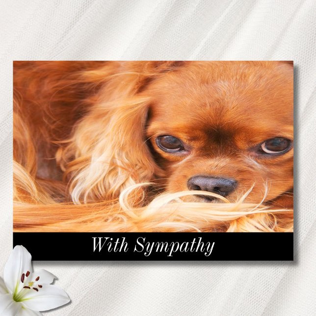 Cartão Simpatia Doce Cavaleiro Rei Charles Spaniel Card (Criador carregado)