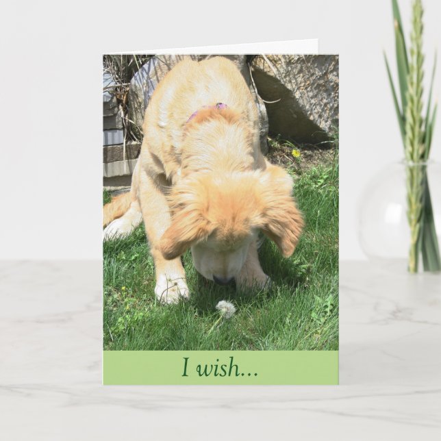 Cartão Simpatia dourada do desejo do dente-de-leão (Frente)