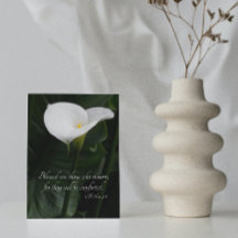Simpatia Religiosa de White Calla Lily