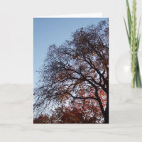 Simpatia Silhouette Trees