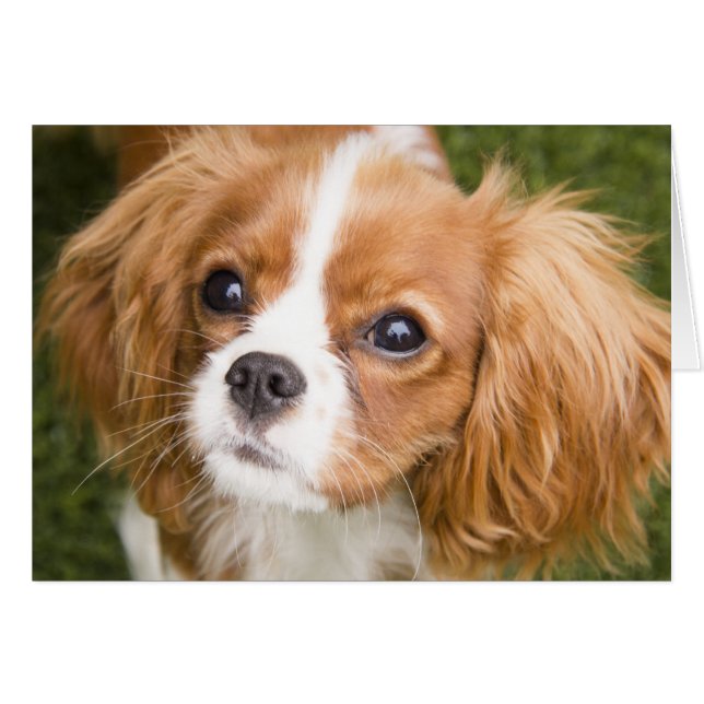 Cartão Simples Olhos Doces King Charles Spaniel (Frente Horizontal)