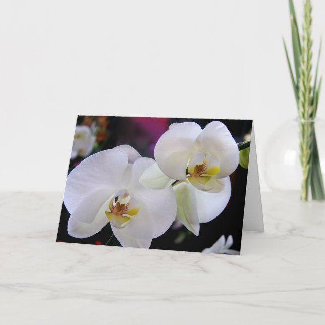 Cartão Simplesmente orquídeas (Frente)