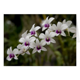 Cartão Singapura (Sânscrito para Cidade do Leão). Naciona