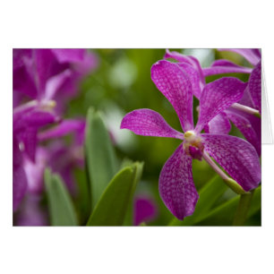 Cartão Singapura Sânscrito para Lion City). Nacional