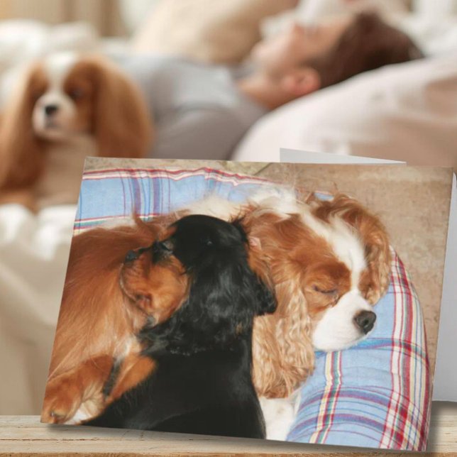 Cartão Sinta-se Melhor Do Que Câncer Cavalier King Charle (Criador carregado)