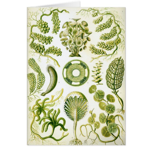 Cartão Siphoneae (Frente)