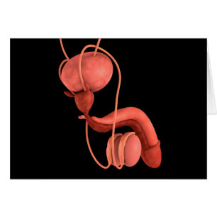 Cartão Sistema de Reprodução Masculina Humana 1