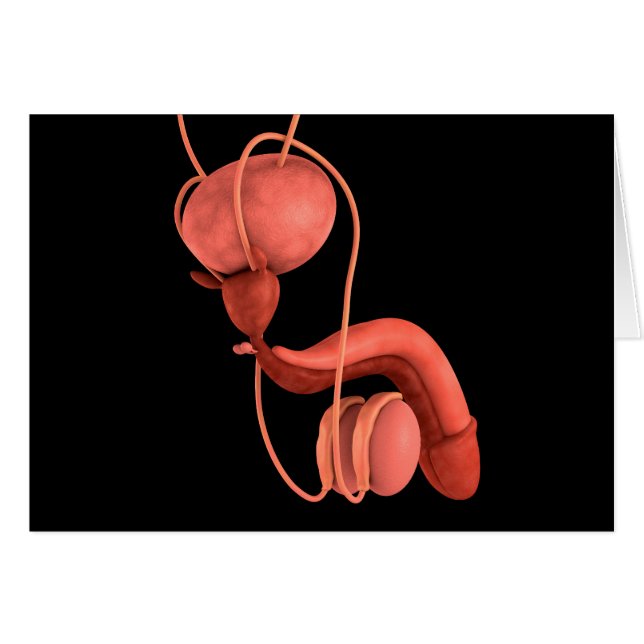 Cartão Sistema de Reprodução Masculina Humana 1 (Frente Horizontal)