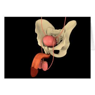 Cartão Sistema de Reprodução Masculina Humana 2