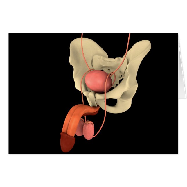 Cartão Sistema de Reprodução Masculina Humana 2 (Frente Horizontal)
