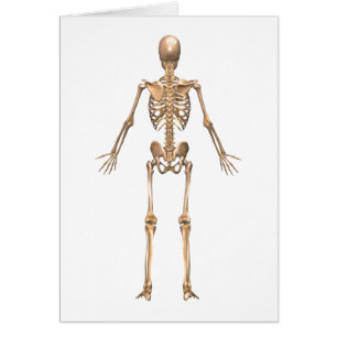 Cartão Sistema Esquelético Humano, Vista de Trás