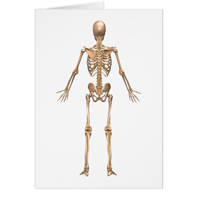 Cartão Sistema Esquelético Humano, Vista de Trás (Frente)