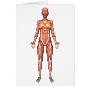Cartão Sistema Muscular Feminino, Vista frontal