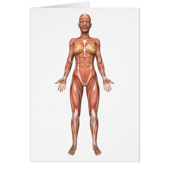 Cartão Sistema Muscular Feminino, Vista frontal (Frente)