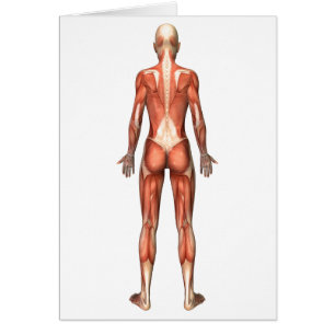 Cartão Sistema Muscular Feminino, Vista Traseira