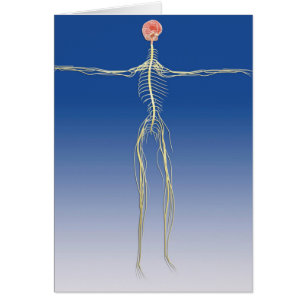 Cartão Sistema Nervoso Central Com Cérebro Humano