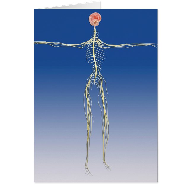 Cartão Sistema Nervoso Central Com Cérebro Humano (Frente)
