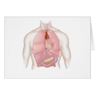 Cartão Sistema respiratório e digestivo humano