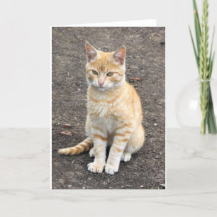 Cartão Sitting kitty greeting card