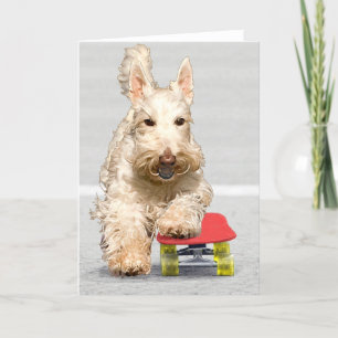 Cartão Skateboarding Scottish Terrier Greeting Card