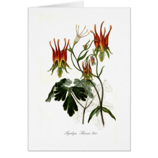 Cartão Skinneri de Aquilegia