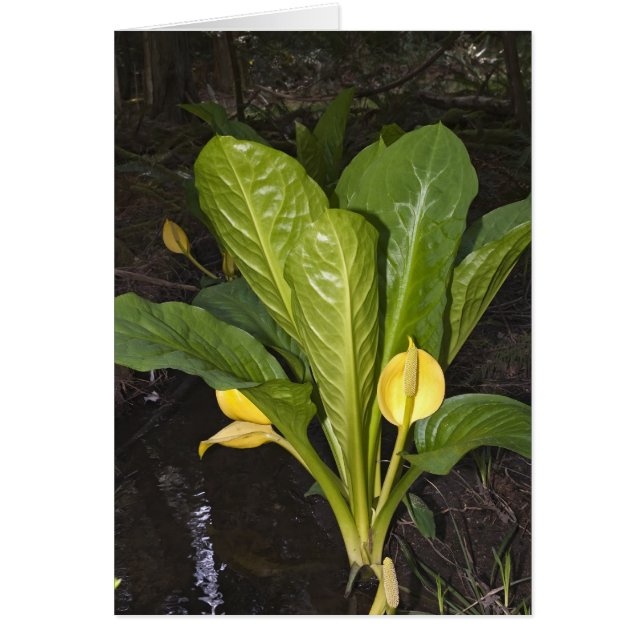 Cartão Skunk Cabbage - Placa (Frente)