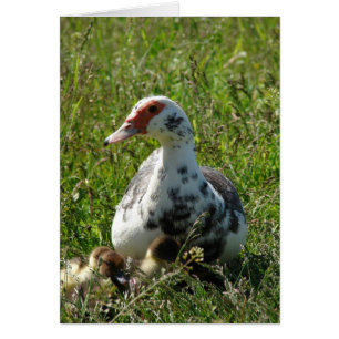 Cartão Sky e seus Ducklings