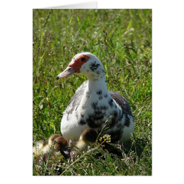 Cartão Sky e seus Ducklings (Frente)