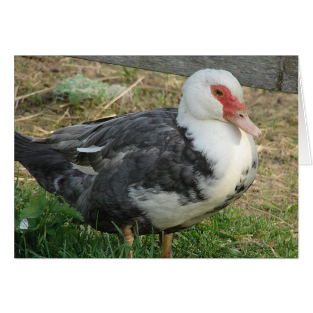 Cartão Sky Jr. (Frente Horizontal)